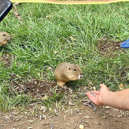 Alpesi faház Drevenica Emilka - 30 Min To 5 Incl Jasna *